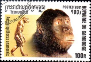 australopitheque-anamensis325
